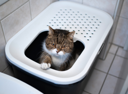 hypoallergenic cat litter for sensitive paws