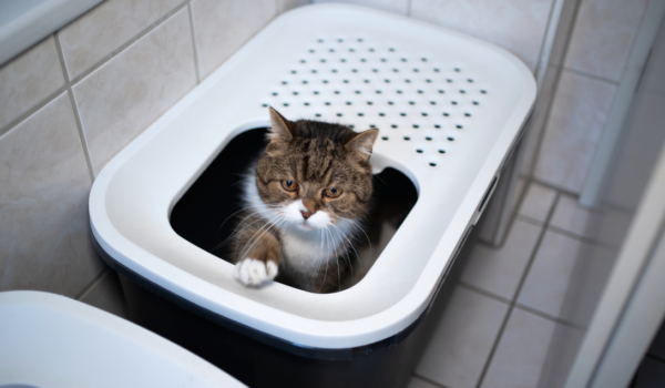 hypoallergenic cat litter for sensitive paws