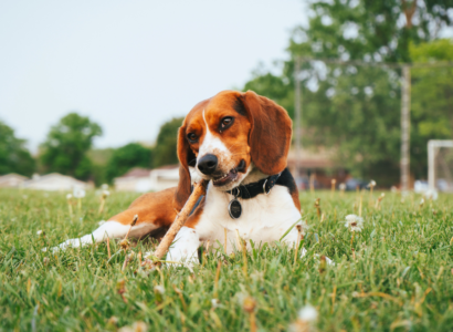 The Benefits of Organic Dental Chews for Dogs: A Comprehensive Guide