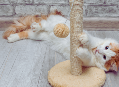 Scratching Post