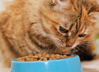 grain-free cat food for kittens