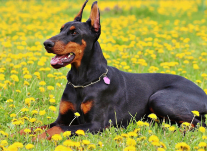 Natural Remedies for Itchy Dog Skin: Soothing Solutions for Your Furry Friend
