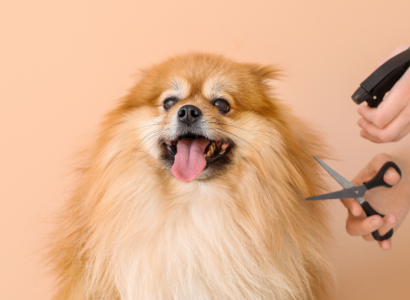 DIY Dog Grooming Tips for Beginners