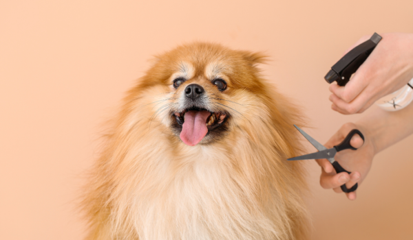 DIY Dog Grooming Tips for Beginners