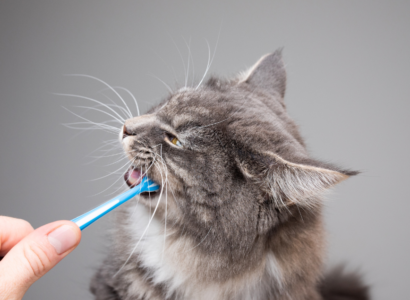 The Ultimate Guide to Pet Teeth Brushing Kits