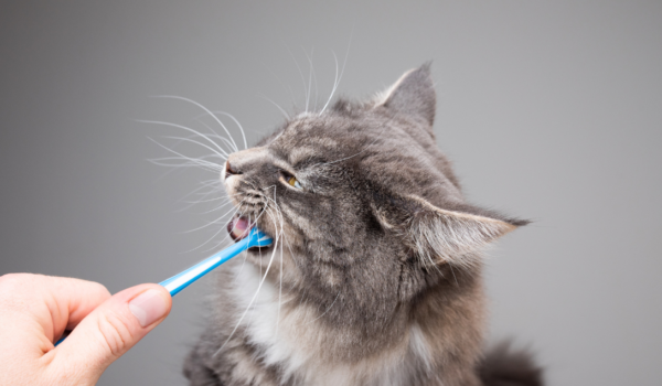 The Ultimate Guide to Pet Teeth Brushing Kits