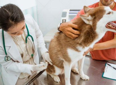 The Benefits of Omega-3 Fatty Acid Supplements for Dogs