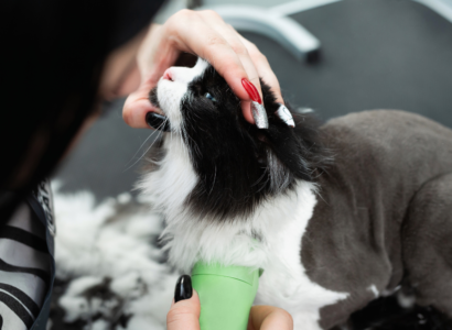 Essential Cat Grooming Tools for At-Home Grooming: A Complete Guide
