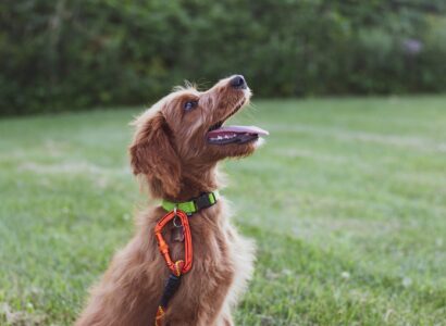 short-coated tan dog sits in green grass field during daytime