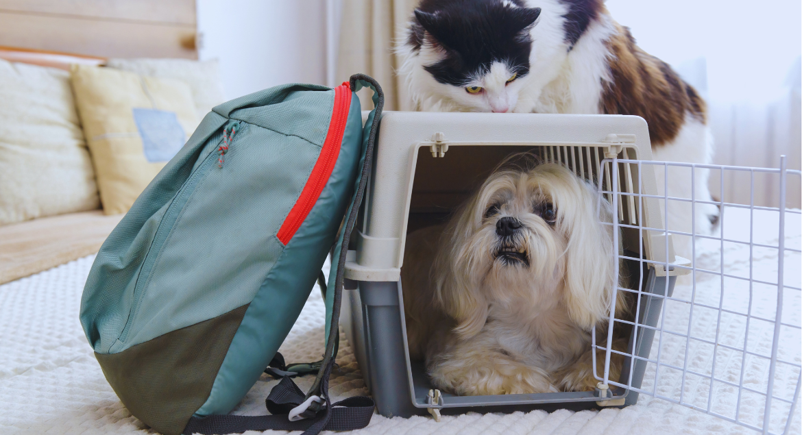 Travel Carriers for Large Dogs
