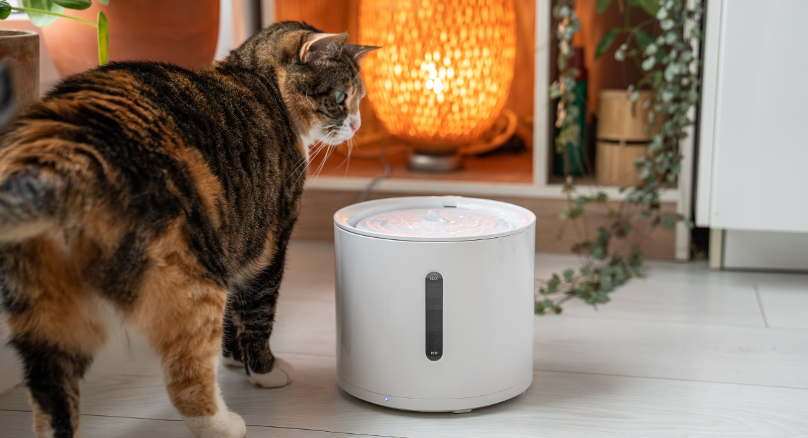 automatic water fountains for cats