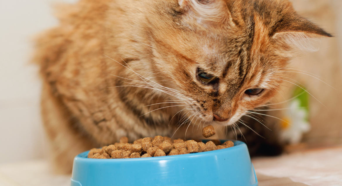 grain-free cat food for kittens