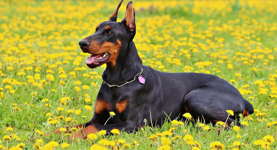 Natural Remedies for Itchy Dog Skin: Soothing Solutions for Your Furry Friend