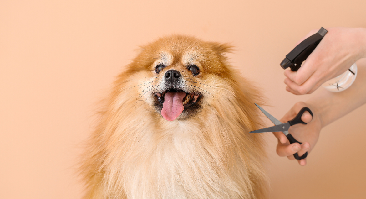 DIY Dog Grooming Tips for Beginners
