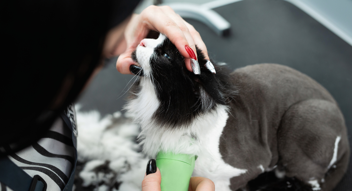 Essential Cat Grooming Tools for At-Home Grooming: A Complete Guide
