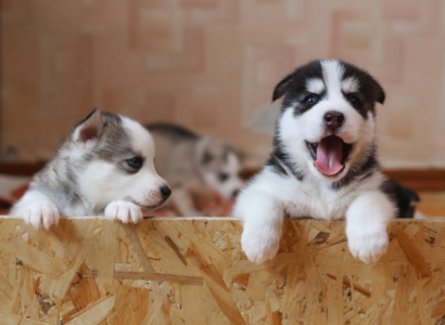 crate training tips for puppies