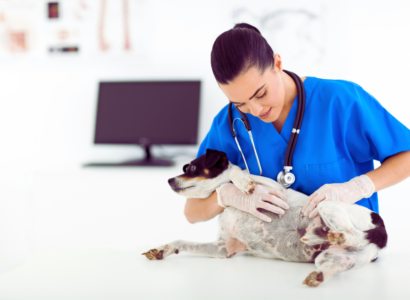 Natural Remedies for Itchy Dog Skin