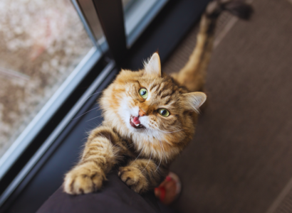 Solution for Feline Anxiety