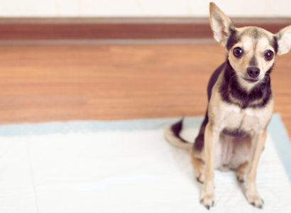 puppy training pads for indoor potty training