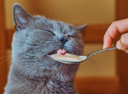 wet cat food