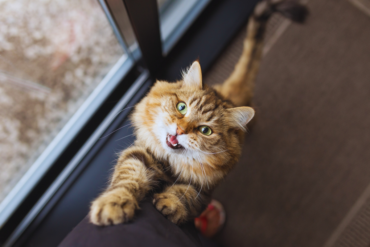 Solution for Feline Anxiety