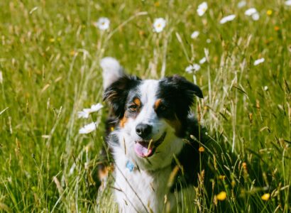 best dog shampoo for sensitive skin