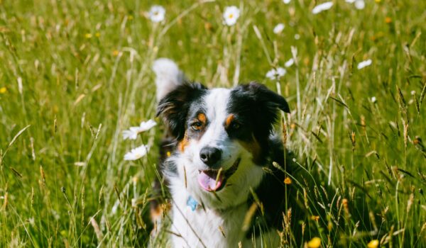 best dog shampoo for sensitive skin