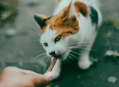 Hypoallergenic Cat Treats for Sensitive Stomachs