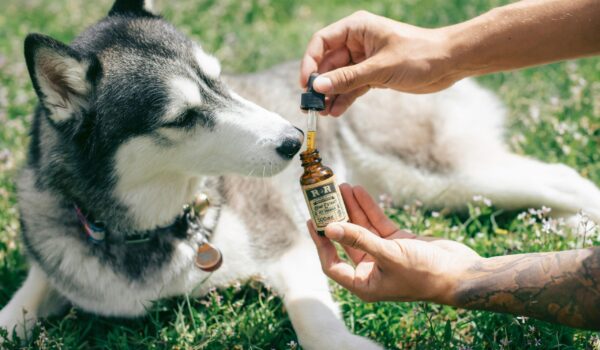 organic dog supplements for joint health