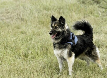 best dog harnesses for pulling dogs