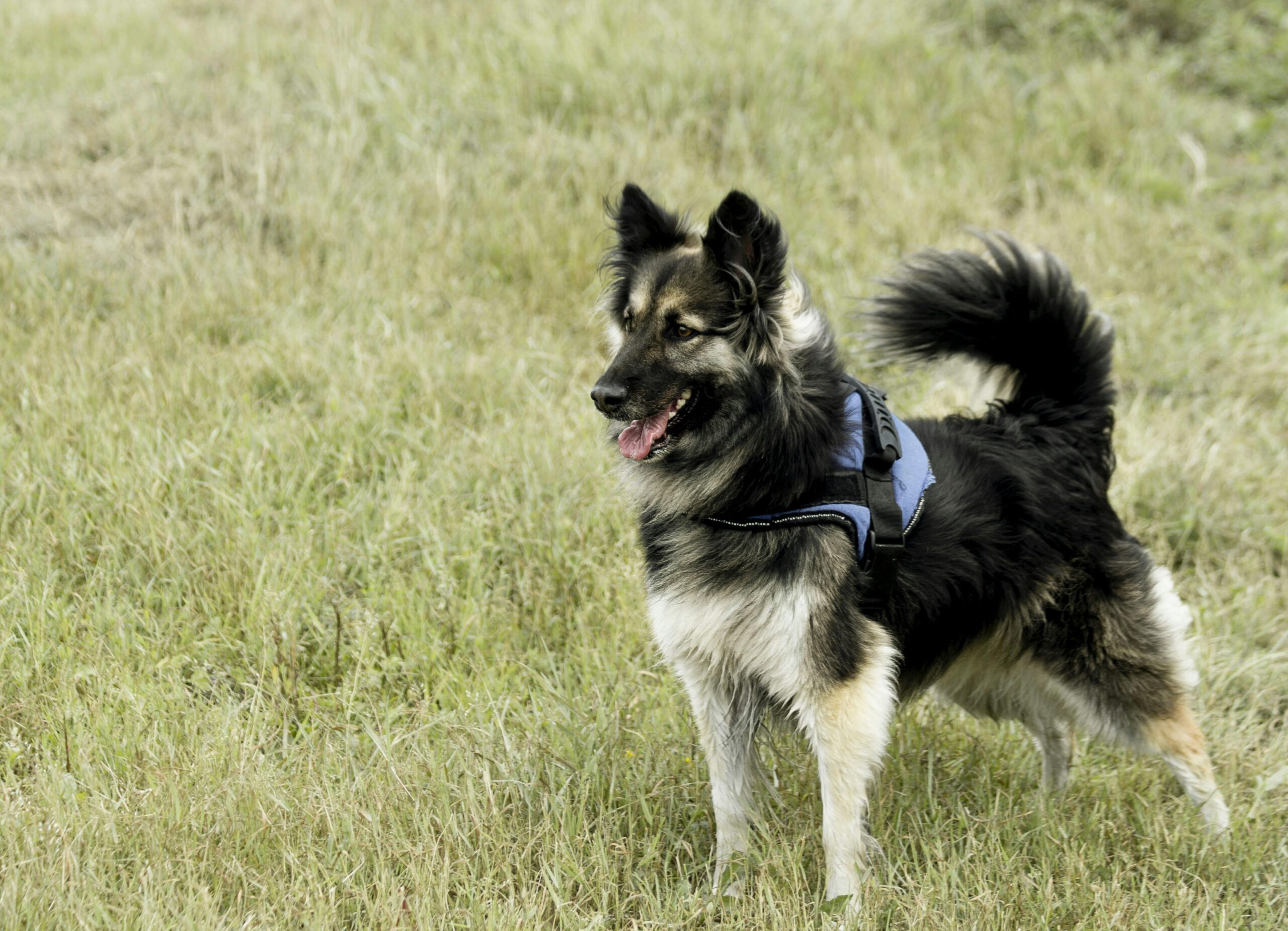 best dog harnesses for pulling dogs