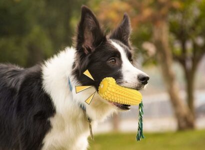 The Ultimate Guide to Durable Chew Toys for Aggressive Chewers
