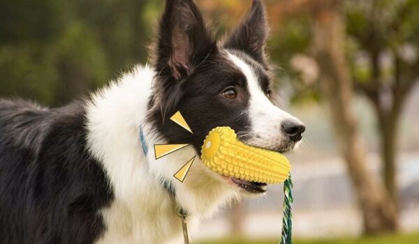 The Ultimate Guide to Durable Chew Toys for Aggressive Chewers
