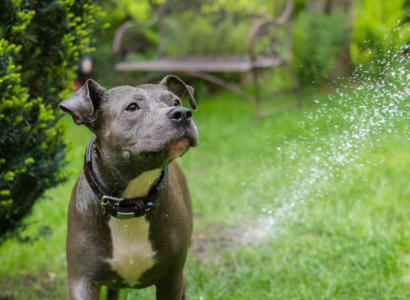 Organic Pet Deodorizing Sprays
