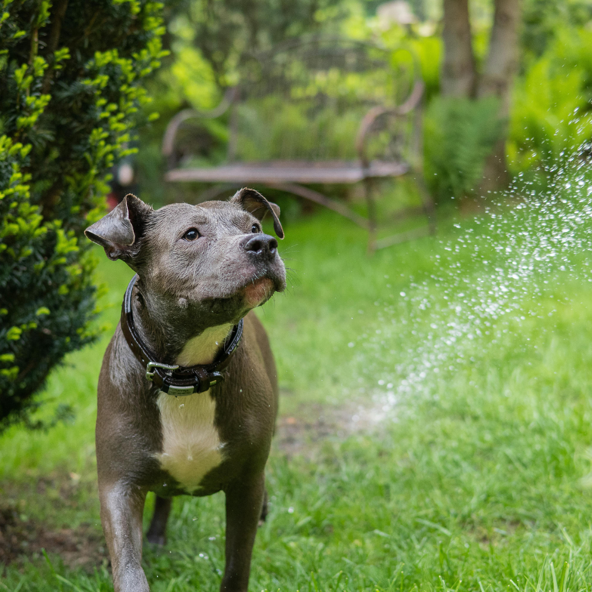 Organic Pet Deodorizing Sprays