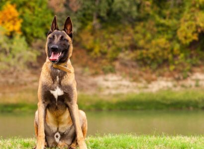 breeding malinois