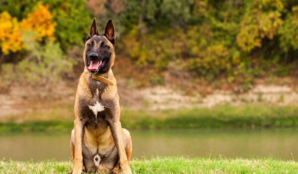 breeding malinois