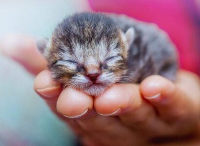 when do kittens open their eyes