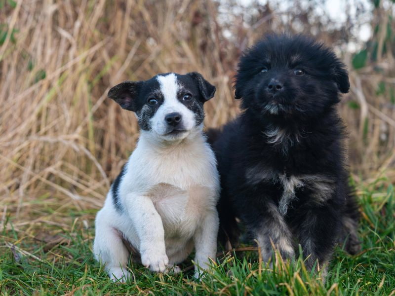 Common Breeding Challenges