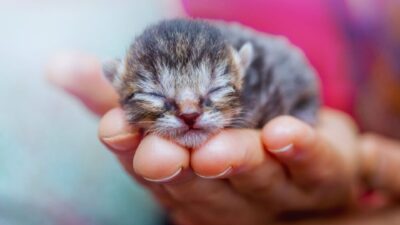 when do kittens open their eyes