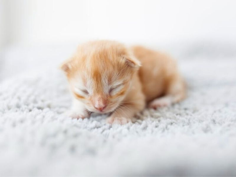 Why Are Kittens Born with Their Eyes Closed
