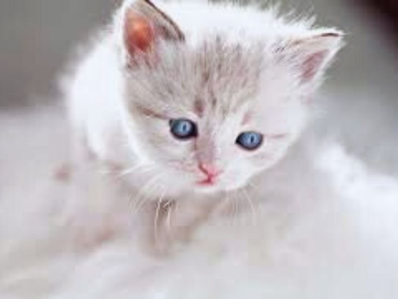 Understanding Blue Eyes: When Do Kittens' Eyes Change Color