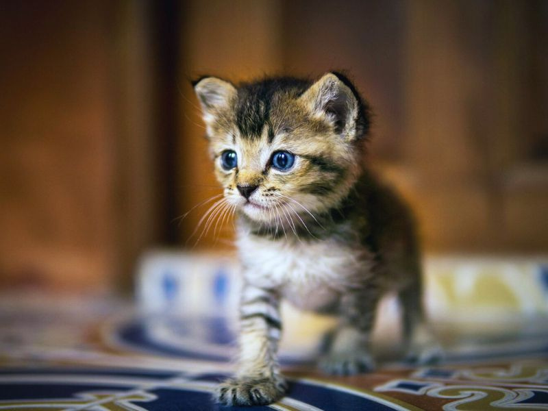 Kitten Mobility Development