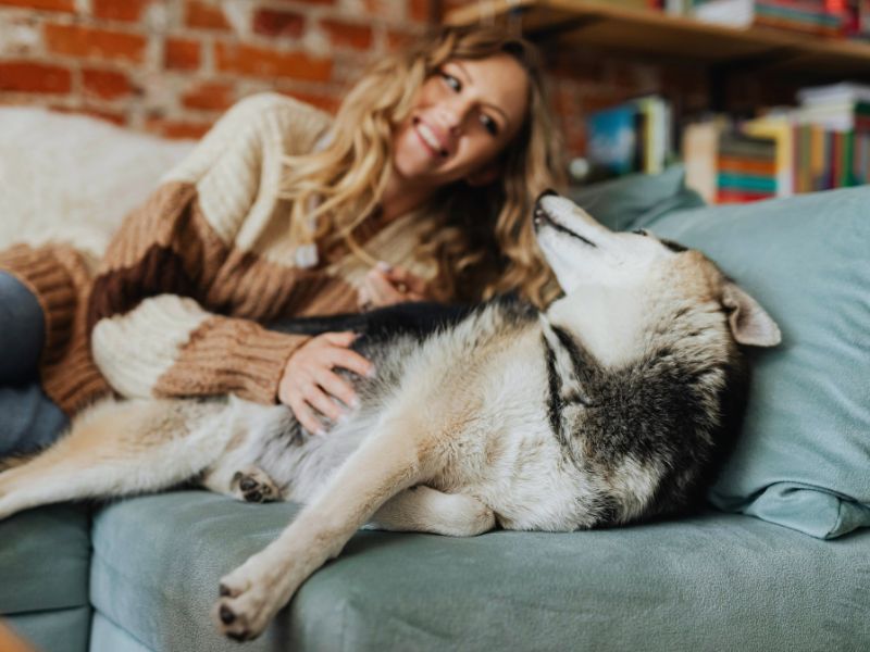 15 Common Behaviors of a Female Dog in Heat