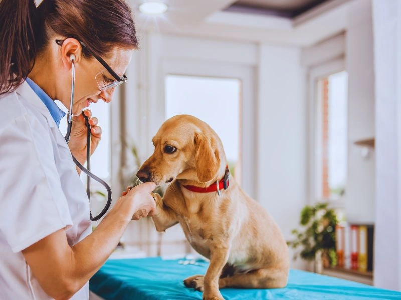When to Contact Your Veterinarian