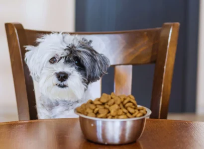 Can Dogs Eat Cat Food