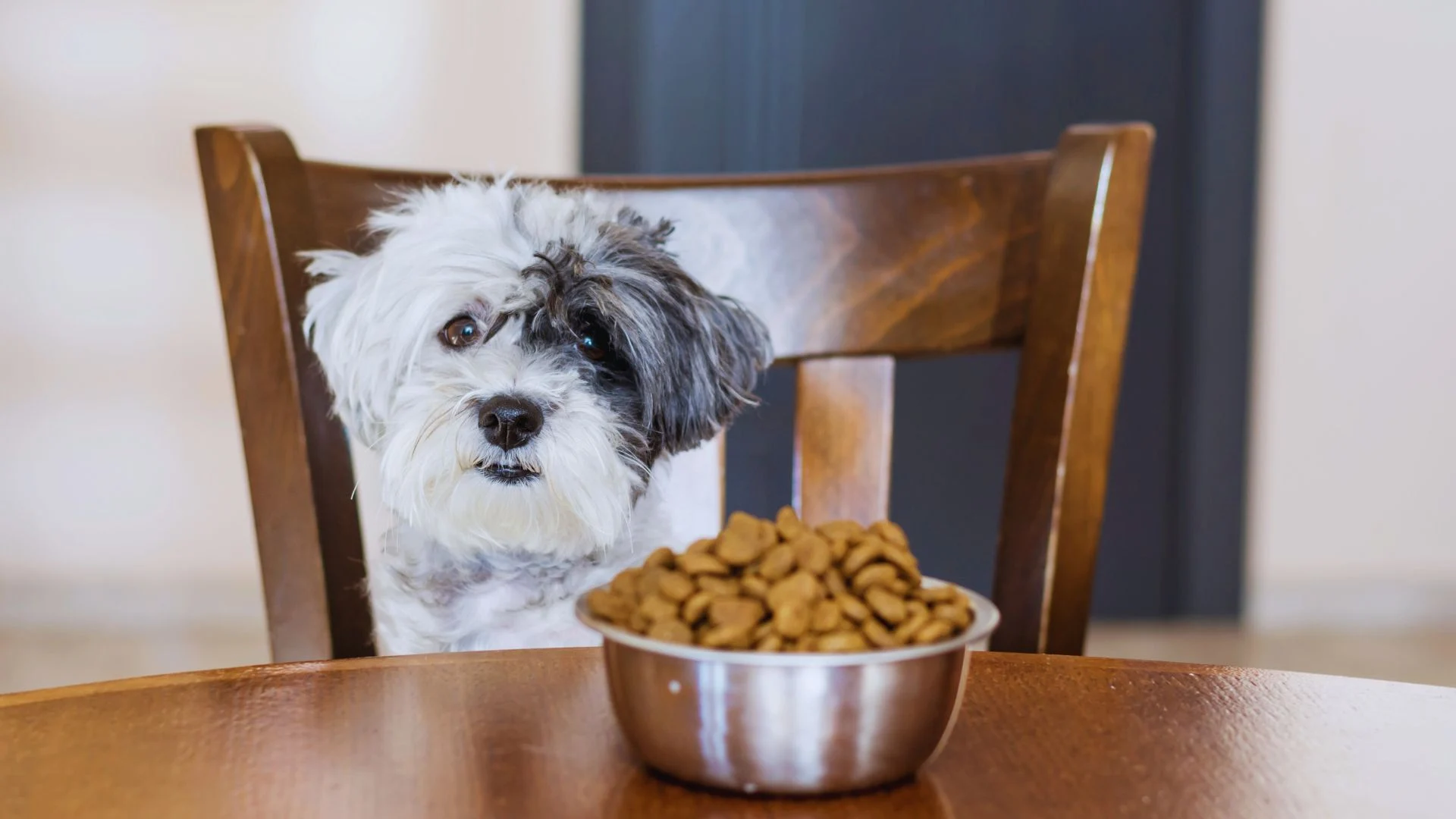 Can Dogs Eat Cat Food