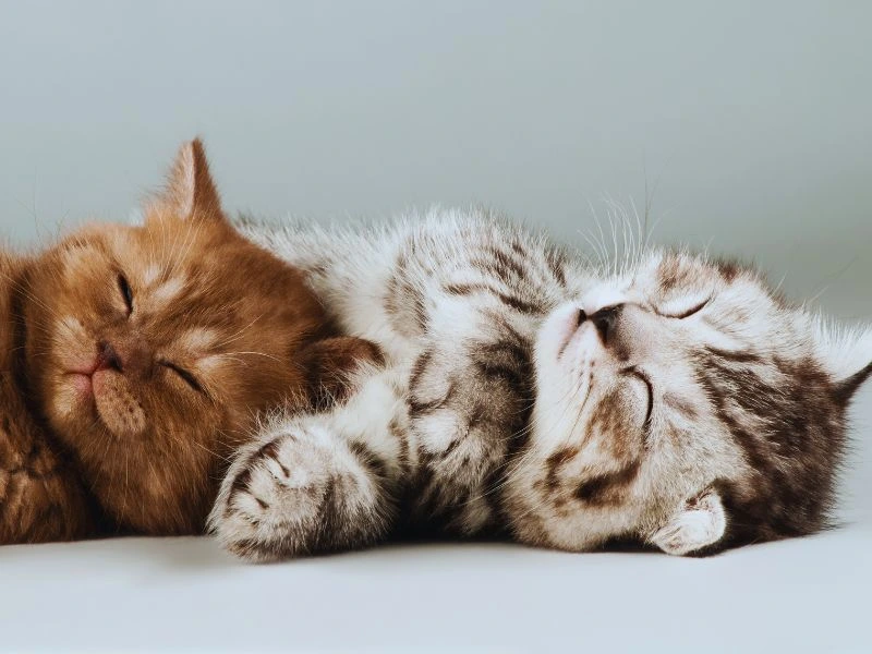 The 5 Physical Signs You Can Use to Judge a Kitten's Age