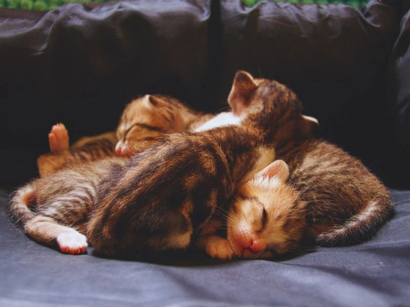 Week-by-Week Kitten Development Guide