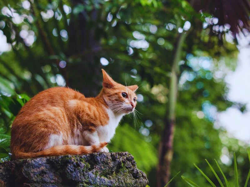 How to Tell How Old an Older or Adult Cat Is